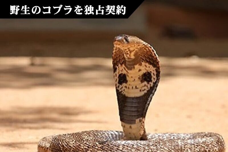 野生のコブラから成分を抽出