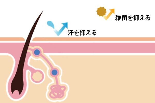 クリアネオクリーム(cleaneo)の成分が臭いの原因となる「汗」と「菌」を抑え、クリアな状態をキープ